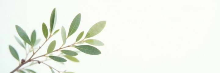 Obraz premium A delicate olive branch with tiny leaves against a soft white background, stem, botanical
