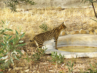 Serval Wild Big Cat