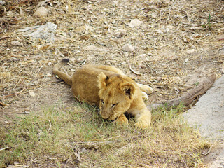 Resting Lion Cub in the Wild