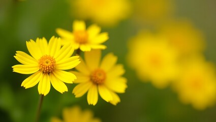Obraz premium Vibrant Yellow Wildflowers Close Up Nature Photography