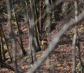 camouflaged young roe deer looking around warily in the dense forest in autumn