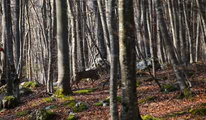 camouflaged roe deer walking warily in the dense forest in autumn