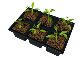3D Rendering Seeding Tray on White