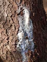 sticky resin from a tree coming out of the brown bark