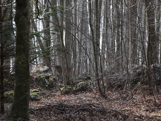 difficult to find, very well camouflaged young roe deer among the trees of the dense forest