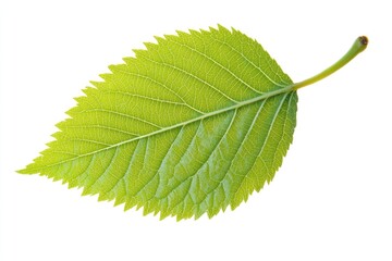 Obraz premium A detailed view of a single leaf on a clean white surface