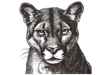 Black sketch effect hand-drawn puma, vintage art, wildlife illustration, trendy animal art, wall decor, white background, retro style, animal lover decor, nature artwork.