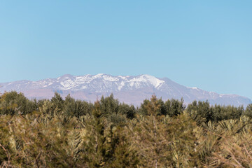 Olive tree and Atlans Mountains, Morocco
