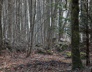 Obraz premium very well camouflaged roe deer in the woods in autumn, difficult to see