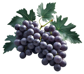 Fototapeta premium Black Grapes isolated with Leaves on transparent background