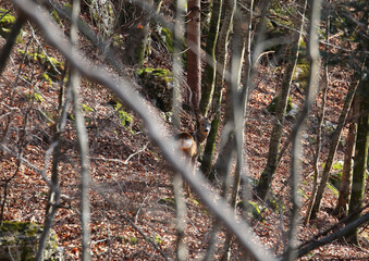 camouflaged roe deer among the branches of the dense forest in autumn