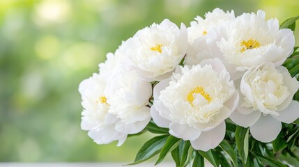 Bouquet of white peonies in soft green background. Possible use Floral display for greeting cards, websites, or social media posts