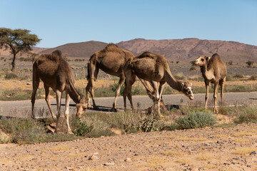 Camels on the road in Morocco