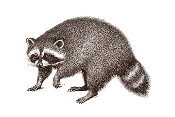 Raccoon vintage art illustration, black sketch effect, nocturnal forest animal, trendy wildlife print design, antique style vector, white background.