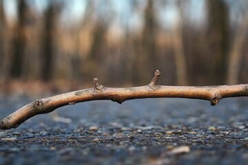 A single twig sticking out from a tree branch