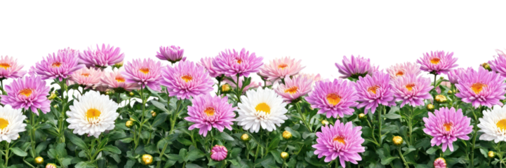 PNG Chrysanthemum flower bushes daisies nature spring.