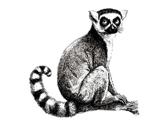 Trendy animal art, hand-drawn ring-tailed lemur in black sketch, vintage wildlife illustration, nature wall decor, lemur sketch print, wildlife art, lemur wall decor. © Vintage Studio