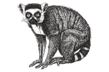 Wildlife illustration of ring-tailed lemur, vintage art in black sketch style, trendy animal wall decor, nature lover art, lemur wall art, hand-drawn wildlife art, animal sketch print. © Vintage Studio