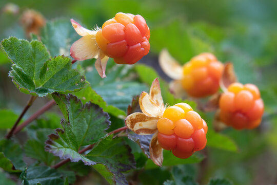 Cloudberry is a delicious berry that grows in the marsh	