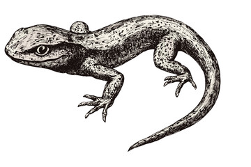 Vintage salamander illustration, hand-drawn amphibian art, black sketch effect, old engraving style, trendy wildlife print, white background, nature-themed decor, unique animal art.