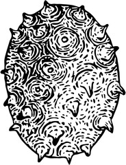 Fototapeta premium Fruit. Hand drawn vector isolated engraved sketch. Horned melon