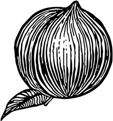  Peach Fruit. Hand drawn vector isolated engraved sketch.