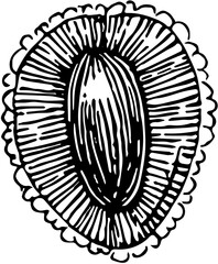 Obraz premium Fruit. Hand drawn vector isolated engraved sketch. Lychee