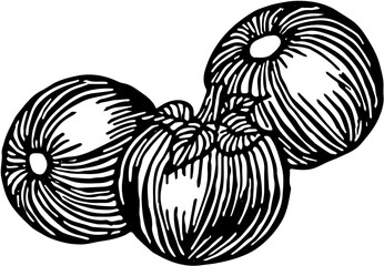 Fruit. Hand drawn vector isolated engraved sketch. Nance