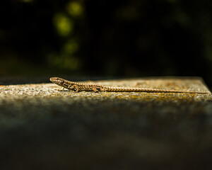 lizard on a rock