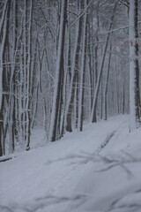a path in a snowy forest, Snowy Forest Path