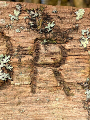 Written Wording in Distressed State Typography Found Ransom Letter R