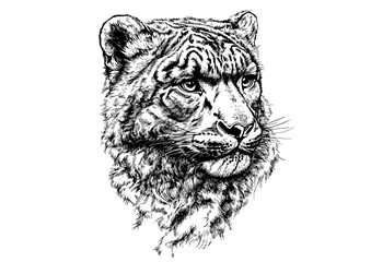 Hand-drawn snow leopard in old engraving style b 1