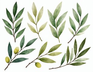 Naklejka premium Watercolor botanical olive branch collection on white backdrop. Natural herbal elements, symbol peace. Hand-drawn fresh green leaves, simple design. Organic vegetarian food, summer garden art