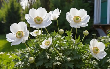 Obraz premium Close-up of white anemone flowers in a garden setting