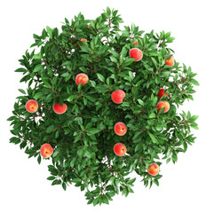 Obraz premium PNG Real peach tree leaves leaf fruit.