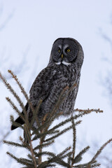 great grey owl