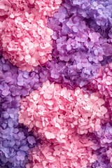 Fototapeta premium A close-up shot of a bunch of purple and pink flowers