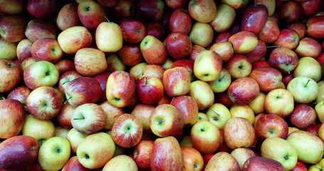 Brazilian apples on the grocery store.