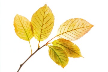 Fototapeta premium A close-up shot of two leaves on a branch, showcasing their natural texture and color