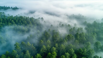 Aerial view of a dense coniferous forest shrouded in mist and fog, showcasing lush green trees and a serene atmosphere.