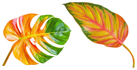 PNG Vibrant leaves showcase a blend of green, orange, and pink hues, highlighting their intricate patterns and textures.