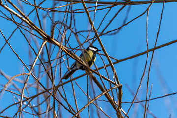 A bird is perched on a branch of a tree. The bird is small and black with a yellow belly