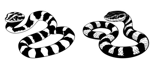 Two coiled snakes. Vector illustration of two coiled snakes in black and white, showing bold contrast and distinct striping, stylized for graphic impact.