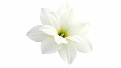 Fototapeta premium Beautiful White Lily Flower Isolated on White Background