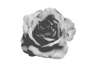 Collage flower head in the dot style of retro photocopies. Vintage dotted botanical elements with grunge. Halftone black rose