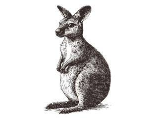 Black sketch effect wallaby, hand-drawn vintage style, aquatic animal illustration, vector print design, antique style wildlife, trendy rodent, wildlife decor, art for home.