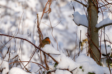 A small birdA small bird Robin is perched on a branch covered in snow. The branch is covered in a thick layer of snow, and the bird is sitting on top of it, seemingly undisturbed by the cold weather