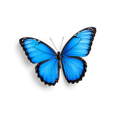 Blue Morpho butterfly isolated on white background