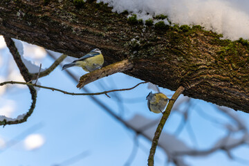 Two birds are sitting on a tree branch. One is blue and yellow and the other is gray.