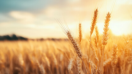 Golden wheat field, digital network lines, merging natural landscape with advanced agriculture. Tech-enhanced farming.